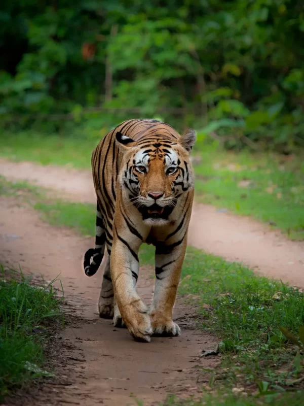 Wildmark Resort Kanha